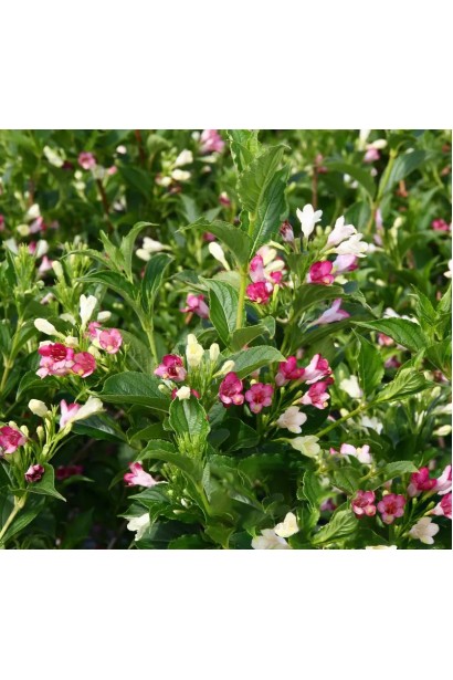 Вейгела квітуча Марджорі